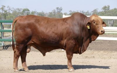 Konjuli sell AND buy at the Droughtmaster National Bull Sale