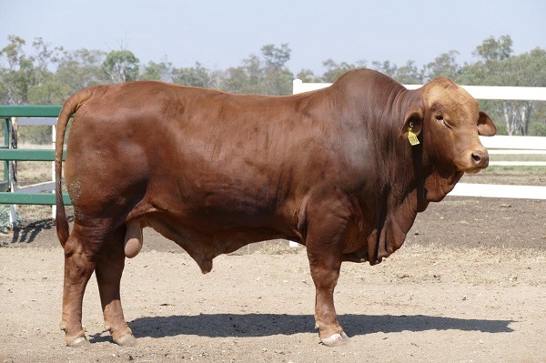 Konjuli sell AND buy at the Droughtmaster National Bull Sale