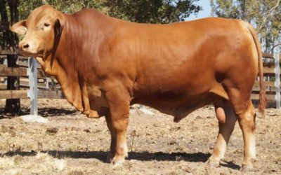 Droughtmaster National Bull Sale 2018