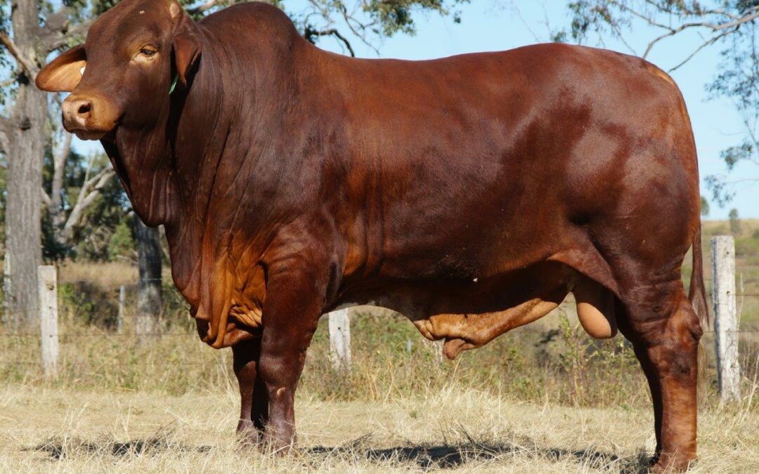 2019 Droughtmaster National Sale