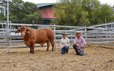 Top price at CQ Invitational Droughtmaster Sale