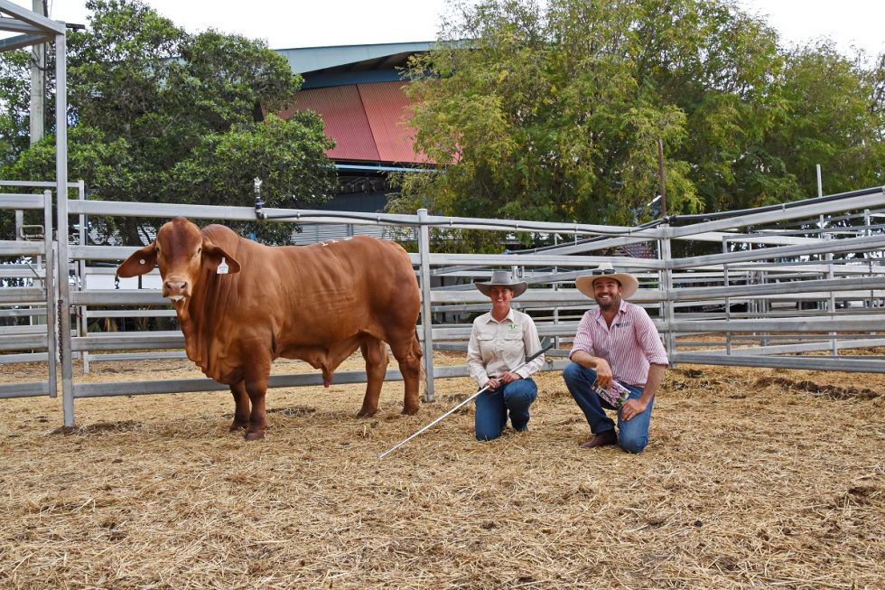 Top Price At CQ Invitational Droughtmaster Sale - Konjuli Droughtmasters