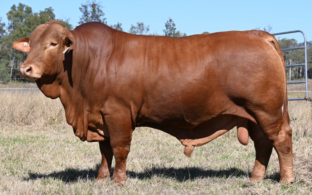 2023 Central Reds Droughtmaster Sale
