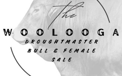 2025 Woolooga Droughtmaster Bull & Female Sale