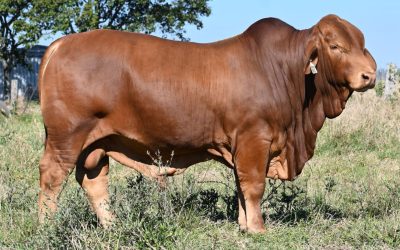 2025 CQ Invitational Droughtmaster Sale