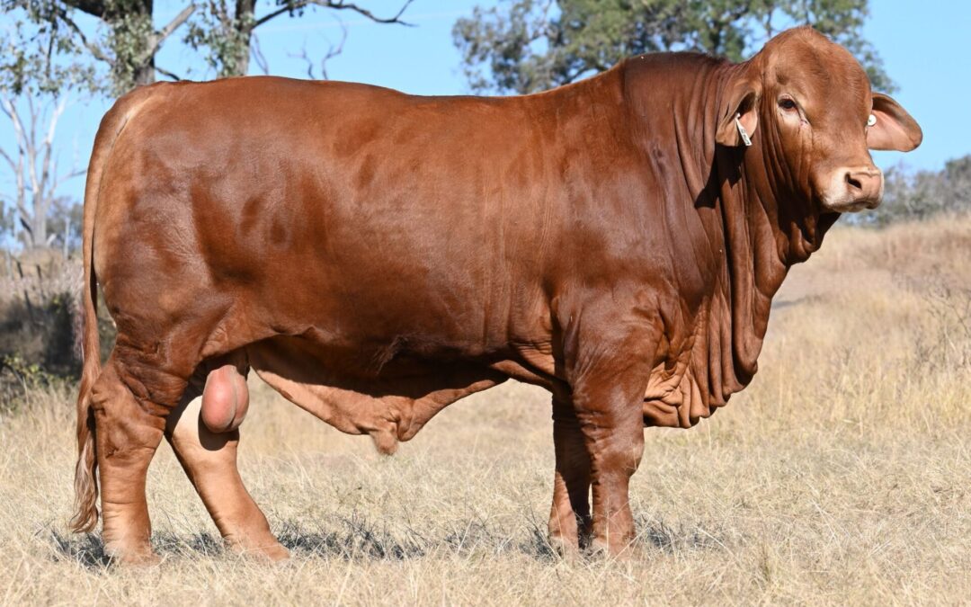2026 CQ Invitational Droughtmaster Sale